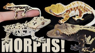 Crested Gecko Morphs Explained [upl. by Nahtanod]