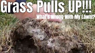 DIY How to kill grub worms brown spots grass pulling out How to treat grubs My lawn has grubs [upl. by Xino]