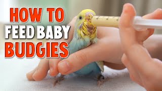 How to Hand Feed Baby Budgies [upl. by Federica]