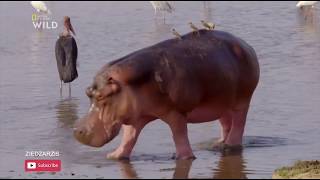 un petit hippopotame vs un groupe des lions [upl. by Nylla761]