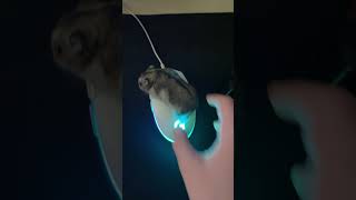 Hamster on the keyboard [upl. by Elrod]