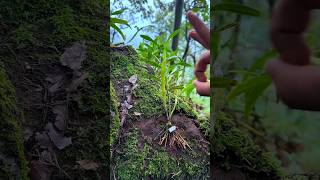 Best tips grafting dendrobium nobile plants on rocks garden short orchid [upl. by Dalpe]