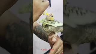 Bird cockatiel baby feeding timefull hand team  free fly training 5 days [upl. by Aro]