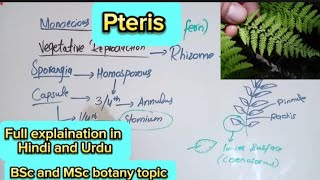 PterisPteropsida classPteridophytesBsc and MSc botany topic [upl. by Leuqcar]