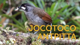 Jocotoco Antpitta Foundation Inspiration [upl. by Joly]