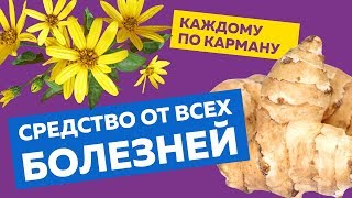 Топинамбур  Чудо средство от всех болезней о котором пора узнать всем Топинамбур польза [upl. by Nodnorb]