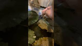 Redtail Catfish Feeding redtail catfish aquarium lotus pond nature fish shorts [upl. by Hayarahs]