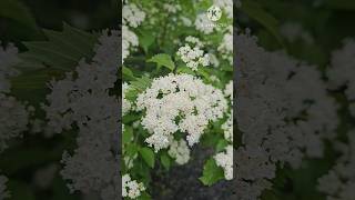 Blue muffin arrowwood viburnum flowers  garden Flowers satisfying shorts nature [upl. by Atekihs]