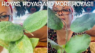 JOIN ME IN THIS HOYA UNBOXING FROM “365 HYDROPONICS “  Happy an sad at the same time 🪴🪴🪴S1E19 [upl. by Artaed]