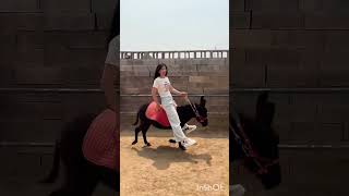 Pet donkey Can ride and pull carts How much is a pet donkey [upl. by Elac]