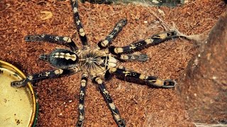 Top 10 most beautiful Tarantulas [upl. by Berriman330]