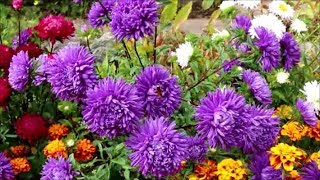 How to Grow Asters from Seed [upl. by Delainey340]