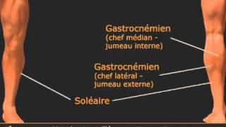 Exo de mollets  chameau en unilatéral [upl. by Briano]