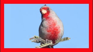 Pyrrhuloxia Song Pyrrhuloxia Call Pyrrhuloxia Sound Pyrrhuloxia Singing [upl. by Knut]