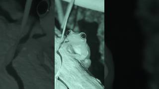 Tree frog hunting for crickets [upl. by Evans]