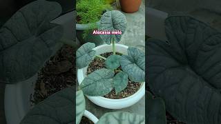 Alocasia meloRugosa trending viralvideo shorts garden youtubeshorts [upl. by Esmerelda962]