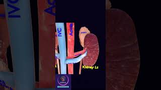 Urinary System short education [upl. by Lynnea]