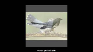 Cuckoos Bin3aiah Birds [upl. by Barayon]