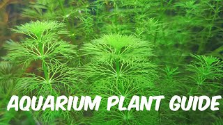 Aquarium Plant Guide Limnophila sessiliflora [upl. by Gonagle]