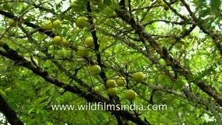 Indian Gooseberry growing wild in the forests of Uttar Pradesh [upl. by Anat817]