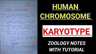 HUMAN CHROMOSOMEKARYOTYPE ZOOLOGY NOTES geneticnotes zoologynotes bbmku skmu vbu [upl. by Leizahaj]