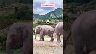 Funny elephant 😂 ll amazing video 😂 [upl. by Suillenroc]