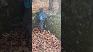 This Stone Wall Is HUGE  Beautiful Dog Tries To Climb Wall shorts dogs [upl. by Ovid369]