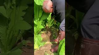 This is collating vegetables short video [upl. by Shirk]