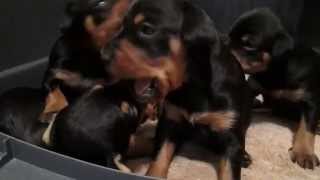 Miniature Pinscher puppies at 23 days old [upl. by Etterb]