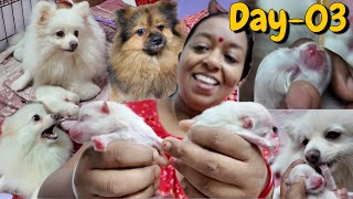 Day 3 of Pomeranian puppies  Milky Aj Khub Rege gechilo 😳  Bangla Vlog [upl. by Particia]