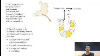 Spijsvertering 2 Mond slokdarm maag [upl. by Iv148]