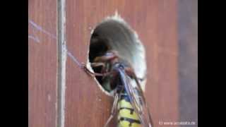 Hornisse jagt am Nest der Gemeinen Wespe [upl. by An557]