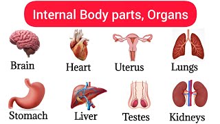 40 Basic Parts Of Body  Internal Organs  Listen And Practice Internal Body Partsbodyparts [upl. by Kelila243]