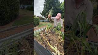 Let’s harvest the garlic gardening sustainablefood growyourownfood fyp veggiegarden [upl. by Aprilette305]