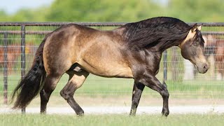 10 CABALLOS BUENOS Y BONITOS [upl. by Norrabal]