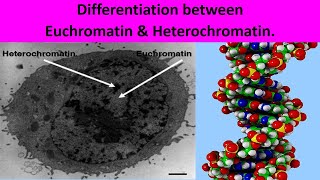 Differentiation between Euchromatin and Heterochromatin [upl. by Dilisio]