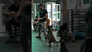 rottweiler dog attack viral video powerful dog 🐶shorts trending dog viralvideo [upl. by Annairba]