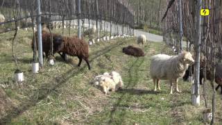 Rückkehr des Wolfes in die Kantone Thurgau und Zürich TELE TOP [upl. by Norahc943]