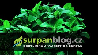 Anubias barteri var nana  Anubis zakrslý  Akvarijní rostliny  SURPANcz [upl. by Winthorpe]