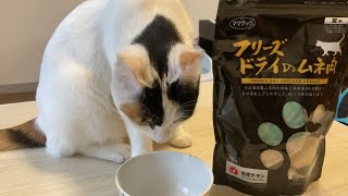 ついつい二度見してしまう猫が可愛いwww 空っぽの食器を二度見してしまう猫のくくるさんwwフリーズドライの鶏肉はお気に入り [upl. by Nat15]