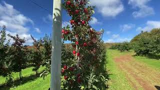 Apple picking with The Last 2 ￼ [upl. by Eigram722]