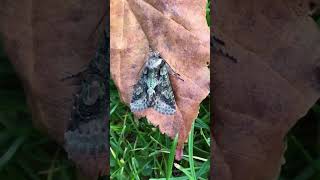 Moths of the autumn 4 of my favourite autumn species ukwildlife beautiful stunningnature autumn [upl. by Hammerskjold433]