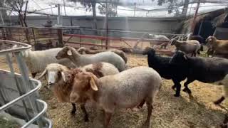 FAT  TAILED SHEEP IN CALIFORNIA [upl. by Messab]