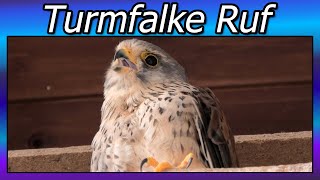 Der Ruf des Turmfalken Turmfalke männlich  Terzel [upl. by Debby]