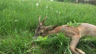 Bockjagd in der Eifel [upl. by Fernas]