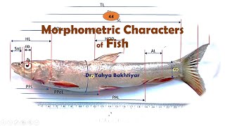 44 Morphometric Characters of Fish How to measure FishMeasuring Fish for Taxonomy [upl. by Ssidnak]