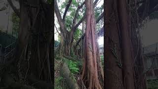 Balete tree [upl. by Inajar]