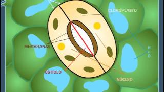 Apertura y cierre de los estomas  ANAYA DIGITAL [upl. by Dannon]