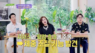 다이어트 도와주는 하늘이 내린 식물 시서스✨  최고의 처방 미라클 푸드 220회  JTBC 230911 방송 [upl. by Jahdal173]