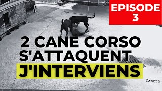 Cane Corso agressif  il attaque au SANG lautre chien et jinterviens [upl. by Pravit]